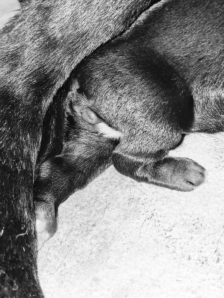 chiot Staffordshire Bull Terrier du clos d'Attila